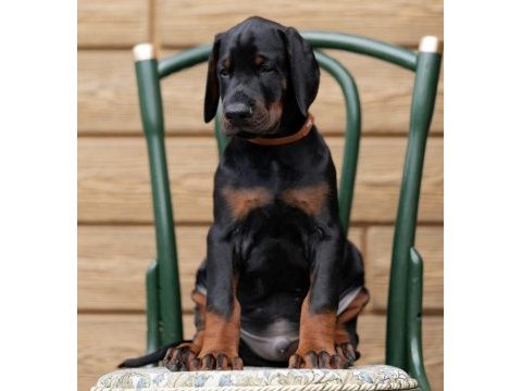 İyi kalite doberman yavrular
