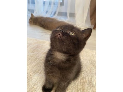 3 dişi ve 1 erkek british shorthair yavrular