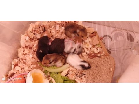 Suriye 5 adet yavru 3 haftalık