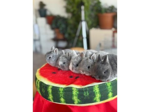 Cüce ve lop ırkı tavşan