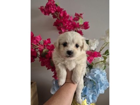 Pamuk gibi boncuk gözlü minik köpeğimiz