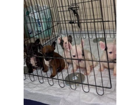 Safkan french bulldog yavrularımız 45 günlük