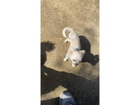 Elma kafa safkan aşıları tam chihuahua