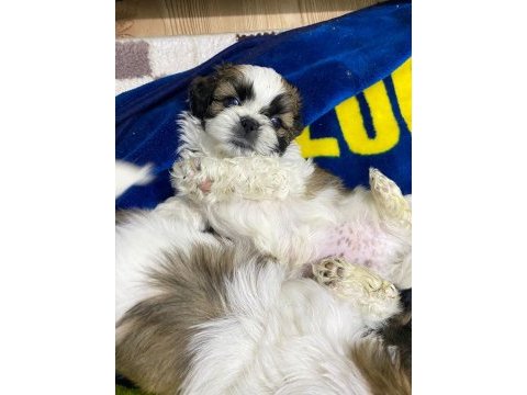 Yavru orjinal shih tzu