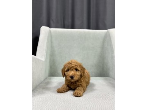 Minik toy poodle bebeleri