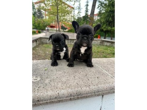 Süper anatomi french bulldog bebekler