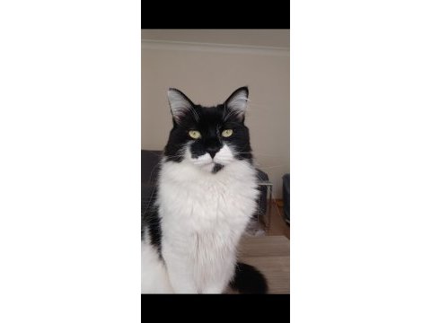 Ücretsiz sahiplendirilecek maine coon yaman oğlum