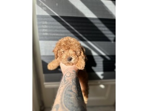 Toy poodle kore ayarında maltipoo