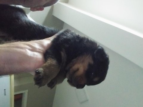 Yavru rottweiler koca kafa