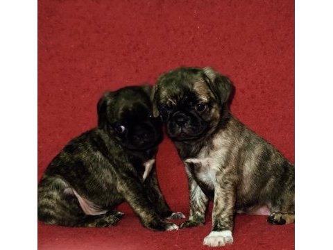Egzotik renk pug mops yavruları