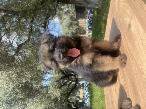 Üst düzey alman çoban köpeği yavrular