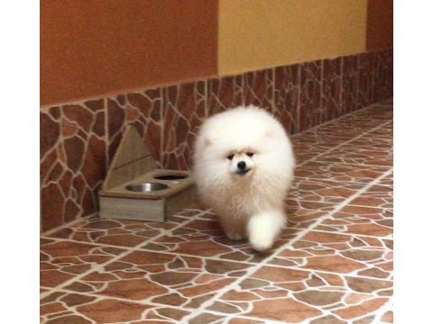 Pomeranian boo
