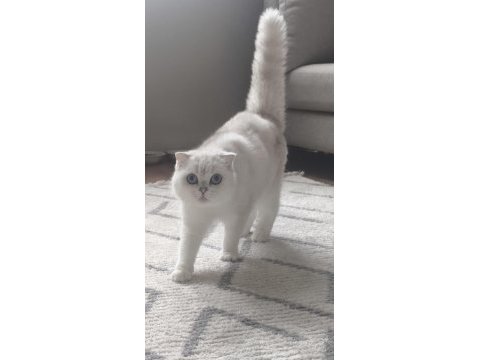 Scottish fold blue eyes