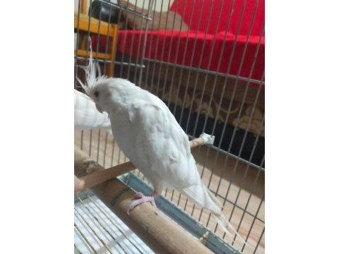 Yeni yeme düşen albino kırmızı göz sultan papağanı