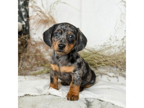 Blue merle dachshund bebeklerimiz çiftliğimizden