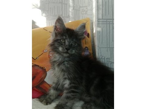 Maine coon full şecereli yavrular