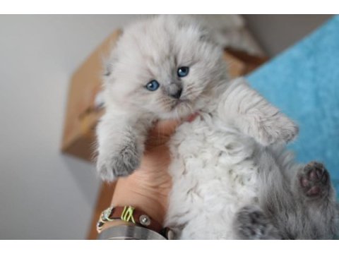 Muhtesem british shorthair ve scotish fold bebeklerim