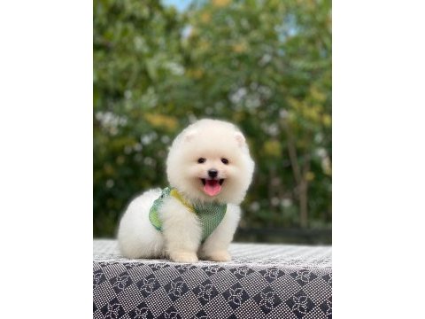 Pomeranian boo yavrularımız karşınızda