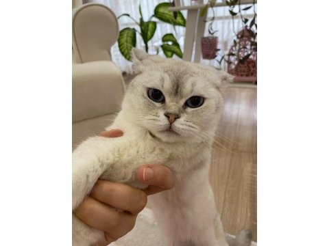British shorthair fistana yuva arıyoruz