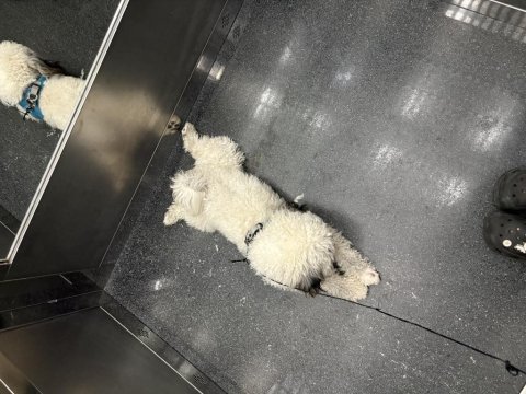 9 aylık morkie sahiplendirme
