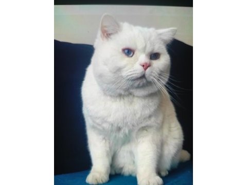 British shorthair erkek damızlık