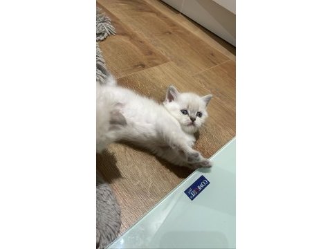British shorthair blue point