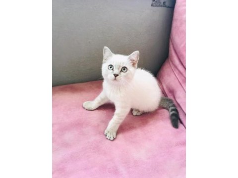 British shorthair beyaz renk