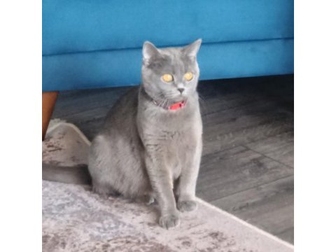 Yetişkin british shorthair dişimizi sahiplendirmek istiyoruz