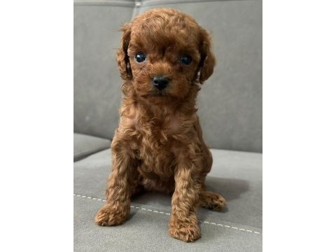 Dişi safkan red brown toy poodle kore yavrular