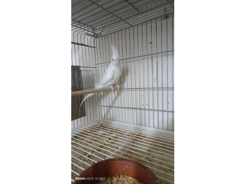 Albino çift sultan papağanı takım