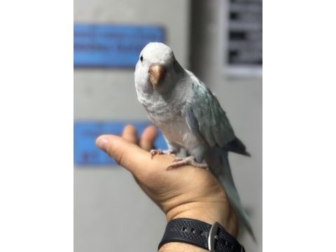 Evcil konuşan mutasyon konur papağanımız