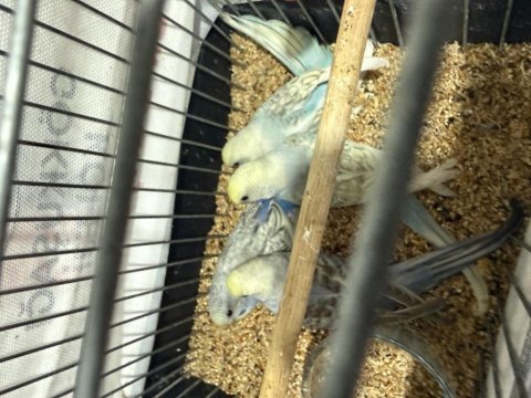 2000 kaliteli mutasyon bebek bilezikli muhabbet kuşu