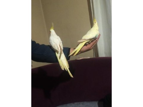 Kuşçu hüseyinden harika çift sultan papağanlar