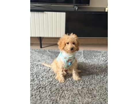 4 aylık erkek maltipoo tüm aşıları var