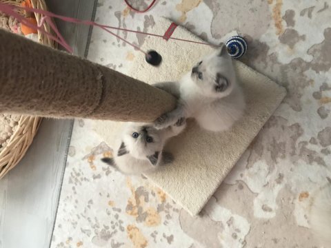 10 eylül doğumlu british shorthair bluepoint yavrularımız