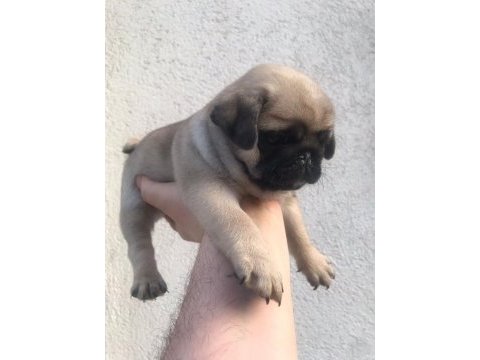 Irk garantili pug yavrularım