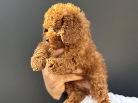 Petmode köpek çiftliğinden toy poodle yavrularımız