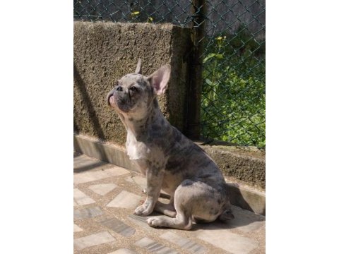 Aşılı wc eğitimli blue merle french bulldog oğlumuz