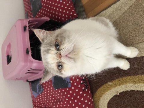 Exotic shorthair dişi acil