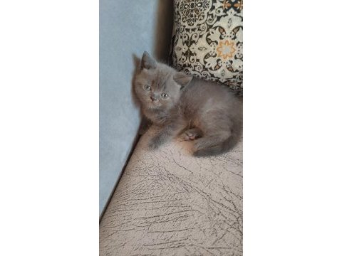 Elimizde 4 tane 2 siyah, 2gri saf kan kedileri mız var