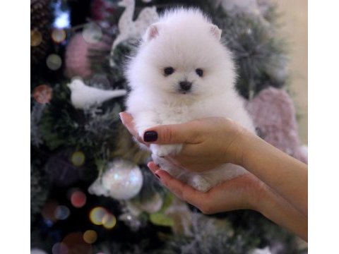 Pomeranian boo teddy bear ayıcık surat yavrularımız