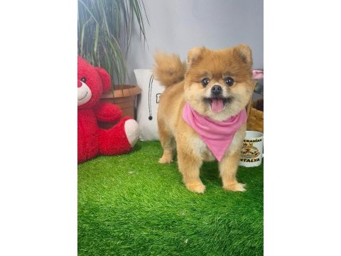 17 aylık dişi orijinal kızanda pomeranian