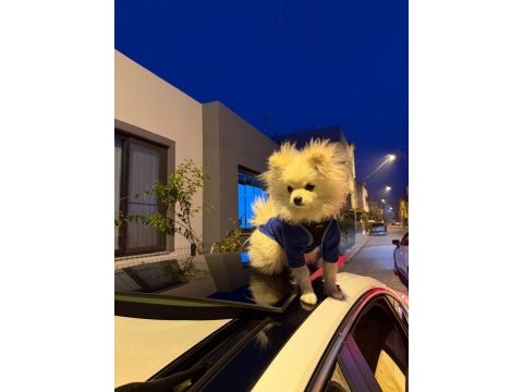 Erkek yavru pomeranian