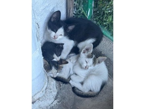 Dükkanımıza yavrulayan kedileri sahiplendirmek istiyoruz