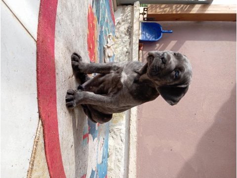 Saf kan mükemmel cane corso yavrular