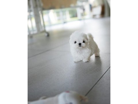Kore mikro boy maltese alissa