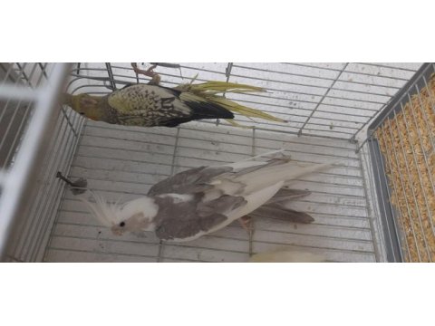 Wifi pied ve grey pearl sultan papağanı