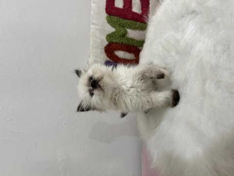 Ev ortamından sağlıklı ve oyuncu british shorthair yavrular