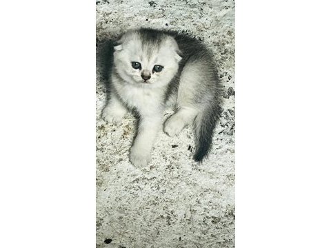 Kedimiz zumamizi sahiplendiriyoruz