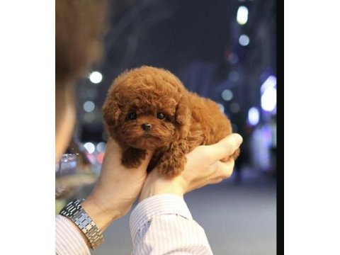 Sağlıklı ve sevimli toy poodle yavrularım